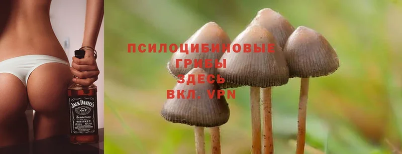 Псилоцибиновые грибы Cubensis  купить закладку  Вяземский 